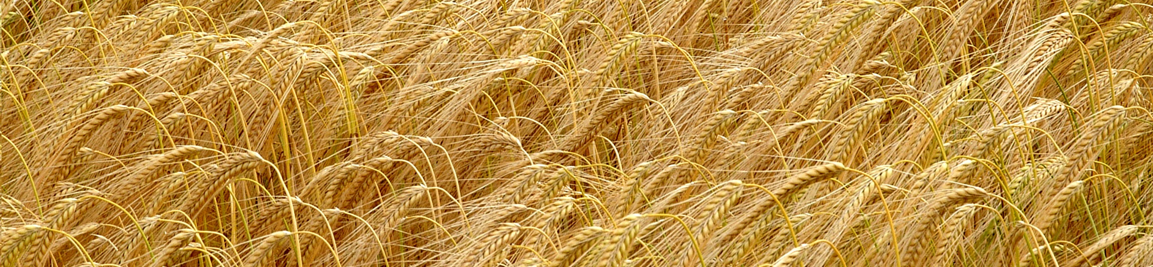 golden barley. Copyright James Hutton Institute