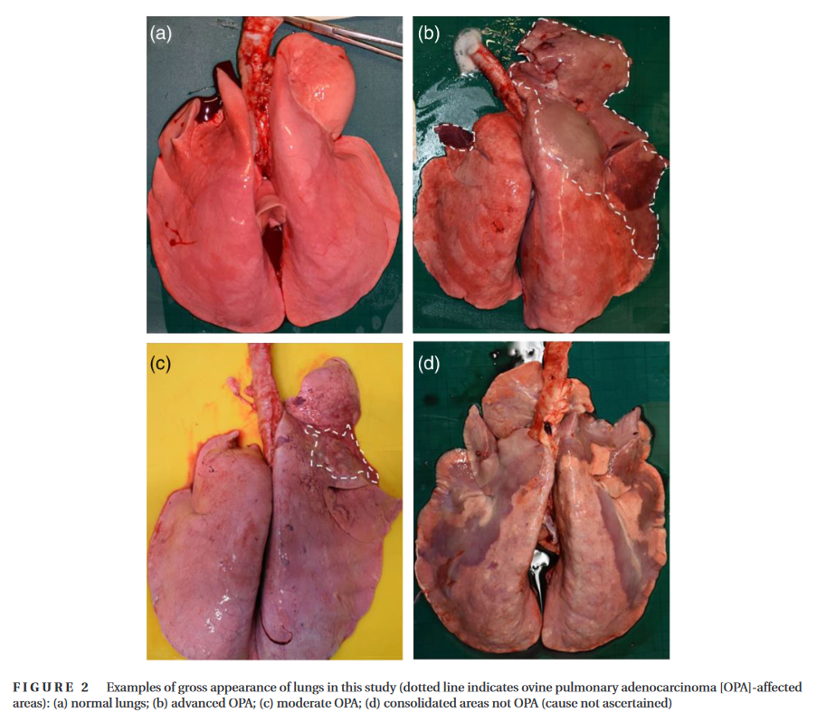 Images of sheep lungs with varying OPA statuses.