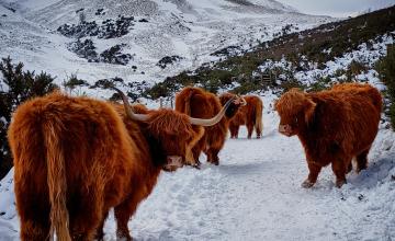 highland cattle in a snowy landscape