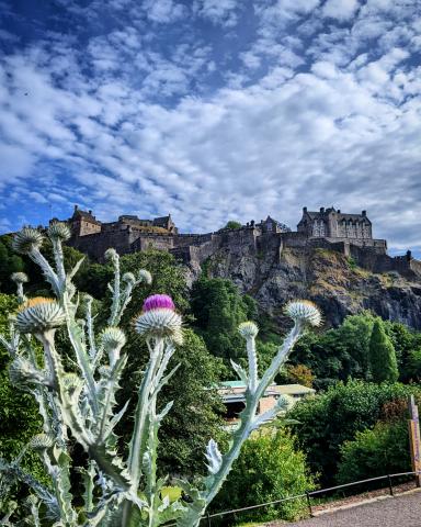 a thistle in front of Edinburgh castle 