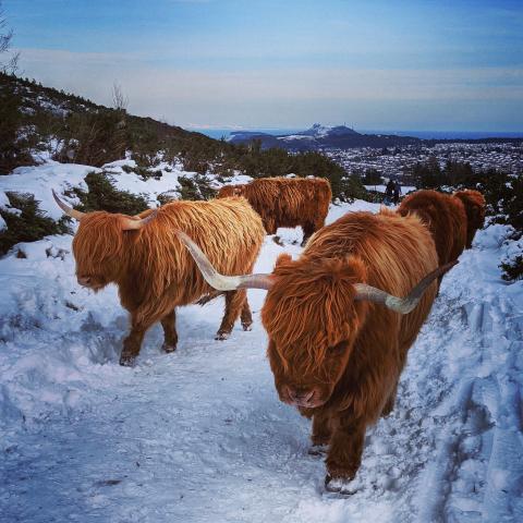highland cows walking in the snow