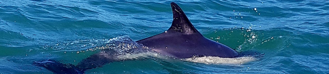 common dolphin