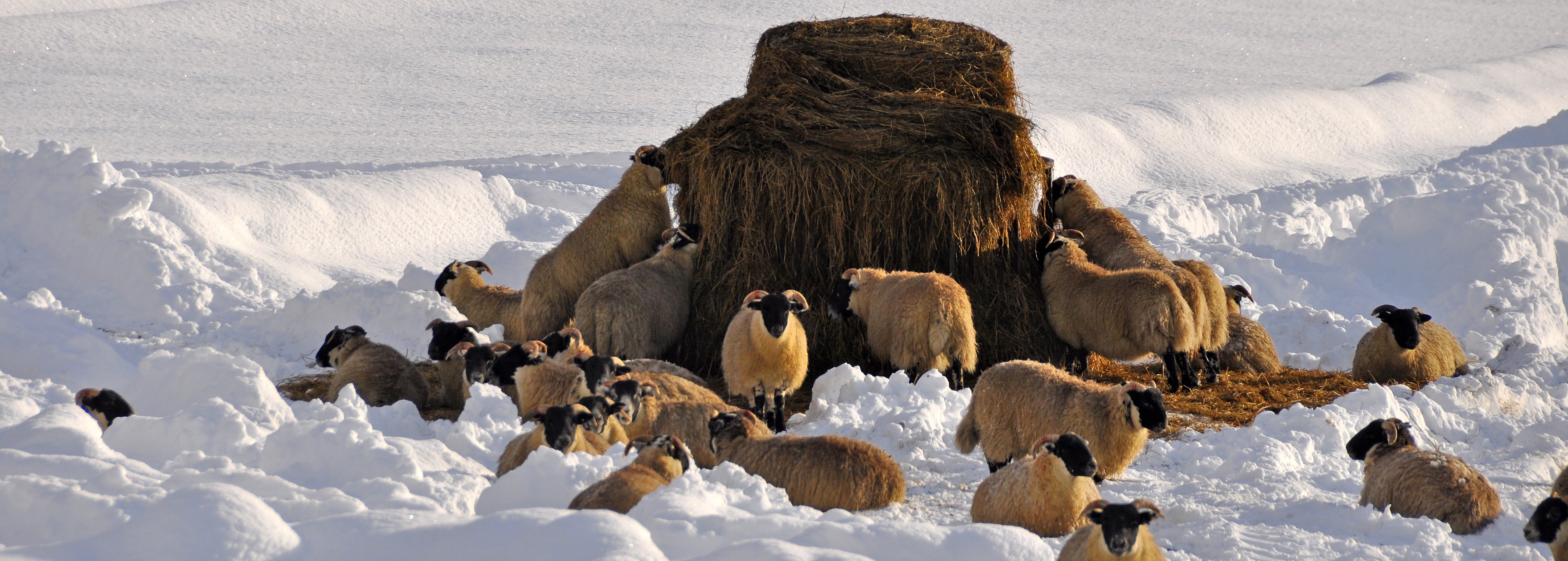 sheep gathered around feed in a snowy field