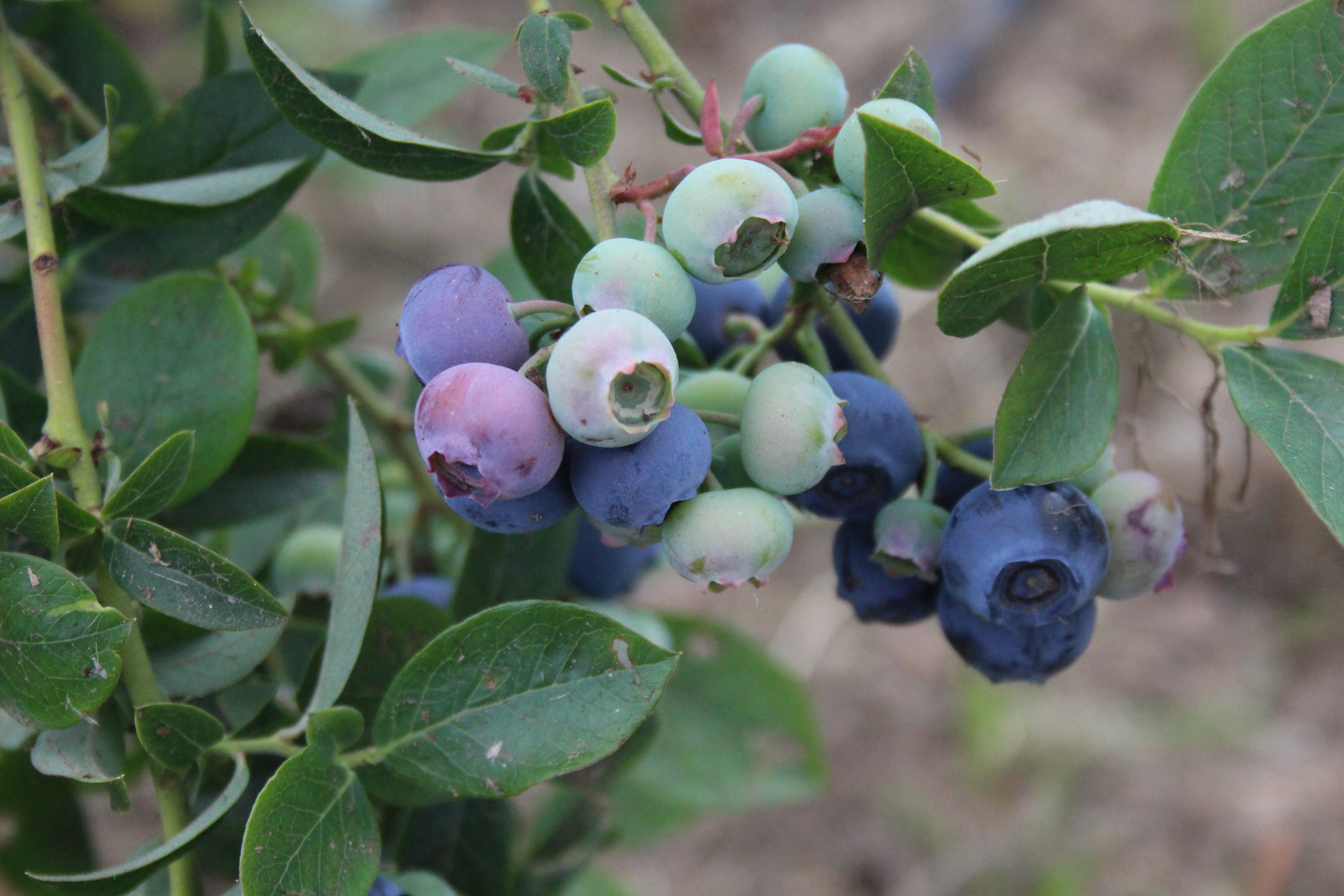 blueberries growing on a plant surrounded by leaves