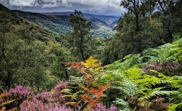 heather and bracken plants in the foreground with trees behind