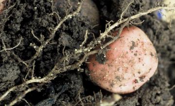 a potato and roots in the ground with small white nematoes growing on the plant