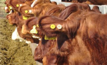 a line of brown cows in a barn. Copyright James Hutton Institute