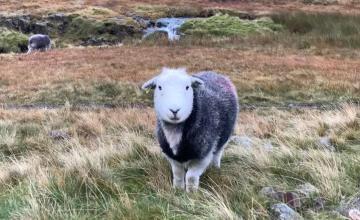 a sheep on a rocky hillside