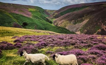 two sheep on a heather-covered hillside