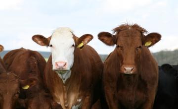 three brown cows looking towards the camera