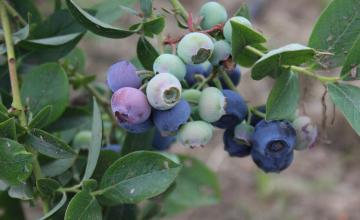 blueberries growing on a plant surrounded by leaves