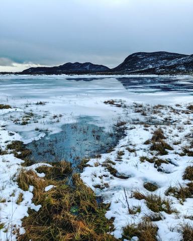 icy lake with grass growing through