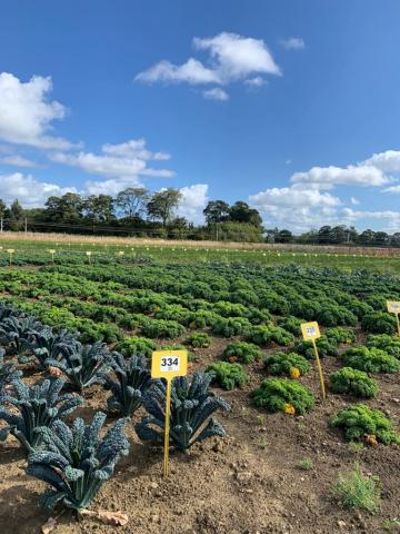 different varieties of kale growing in a field