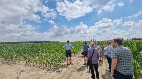 people standing in a maize field