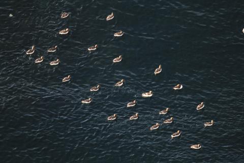 Seabirds on water