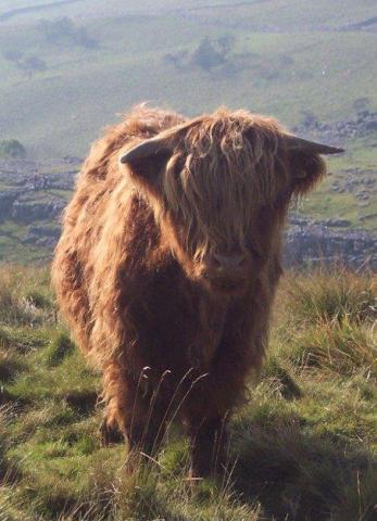 highland cow looking into the camera