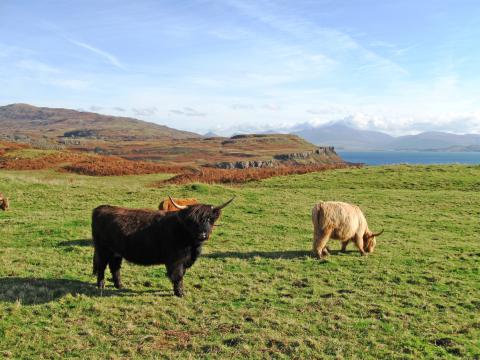 Highland cows in a field. Copyright James Hutton Institute
