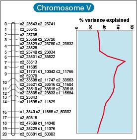The top 20 cM of potato chromosome V