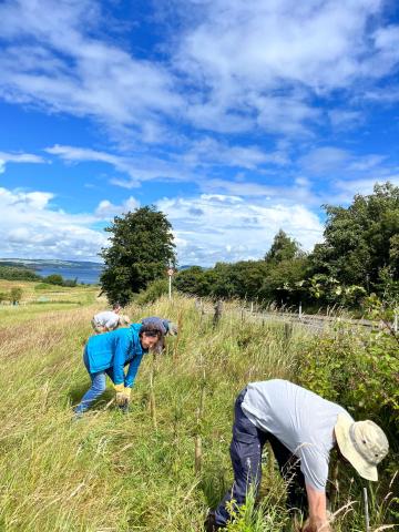 BioSS staff weeding a native hedgerow under blue skies