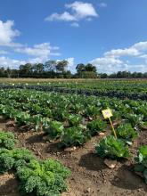 plots of kale growing under a blue sky