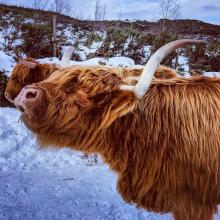 A highland cow in the snow
