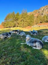 sheep lying in a sunny field with trees and crags behind